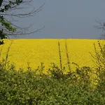 Gasthuis Panorama Wees
